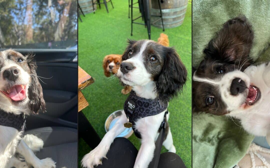 Who Gets The Dog? – Part 1